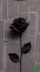 Dear Mama audio by Marioo